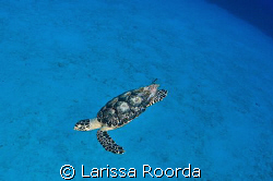 LUNAR LANDING of a Hawksbill Sea Turtle by Larissa Roorda 